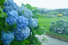 あじさい日和