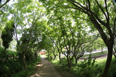 新緑の頃