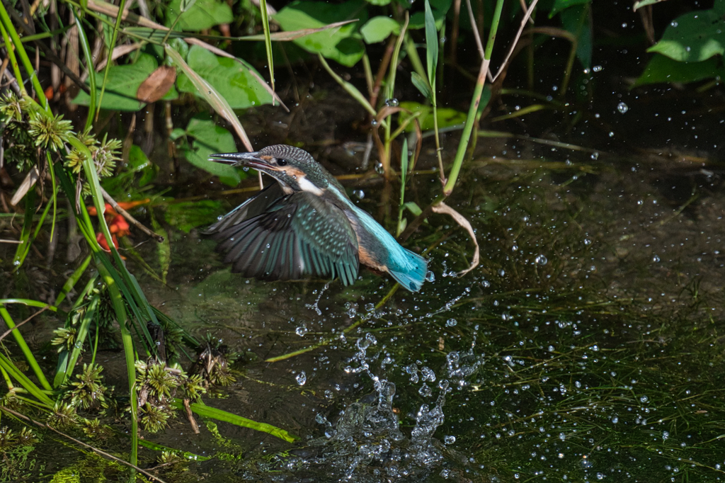 カワセミ幼鳥ダイブ