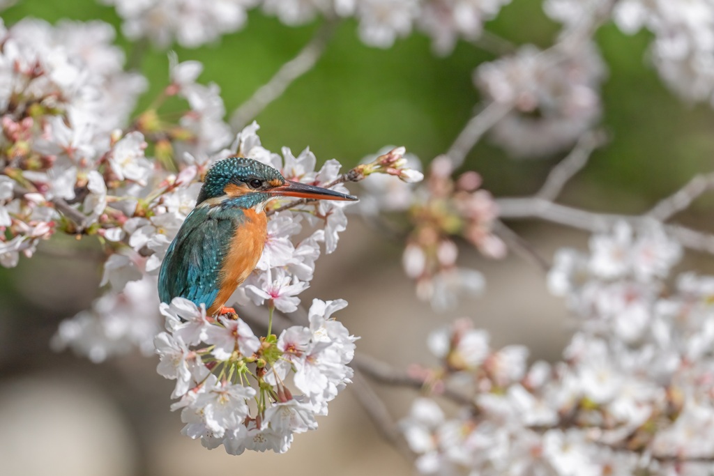 桜カワセミ