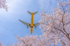 桜沢庵