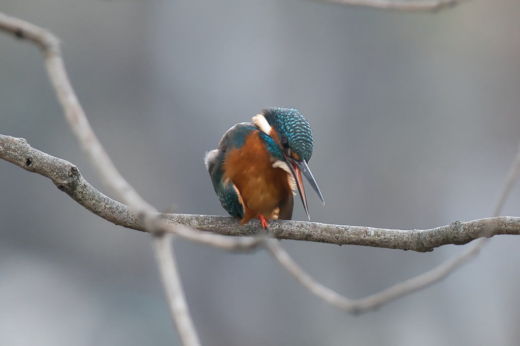 大阪のカワセミ