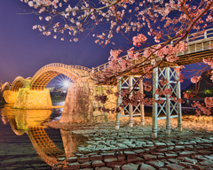 錦帯橋の夜桜2020