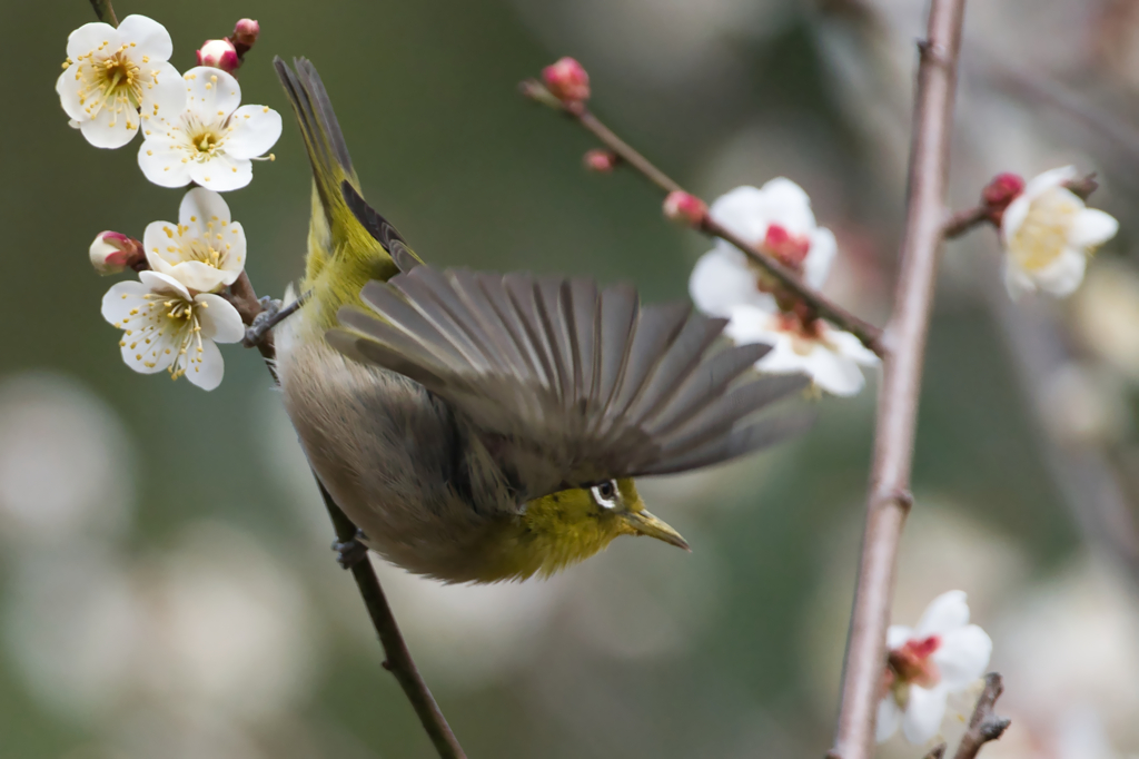 縮景園のウメジロー