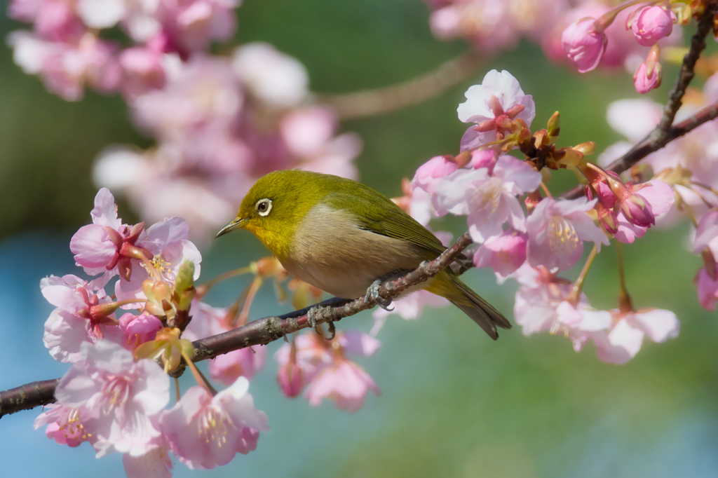 縮景園のウメジロー