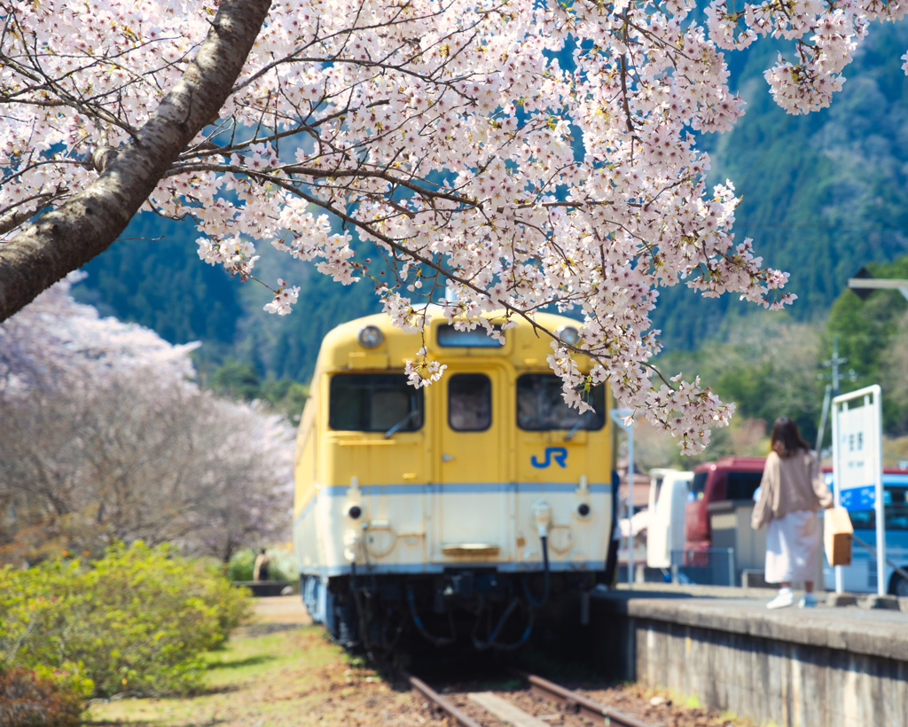 2020年の桜