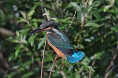 カワセミ幼鳥