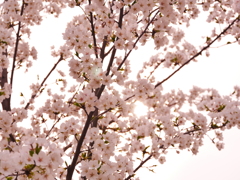 中国の桜