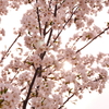 中国の桜