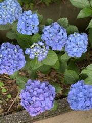 横須賀菖蒲園のあじさい