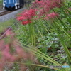 曼珠沙華どれも腹出し秩父の子
