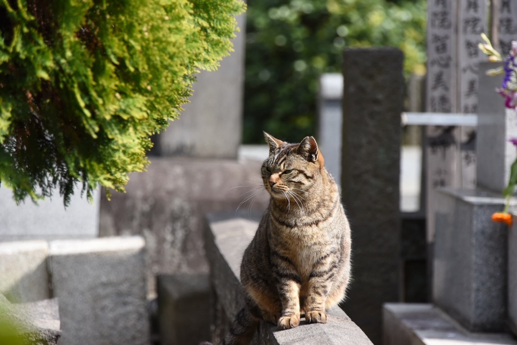 岩合さんごっこ