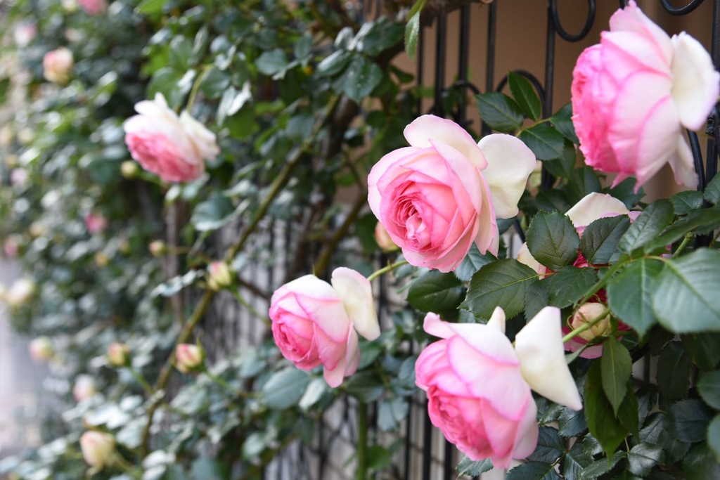 ご近所さんの薔薇