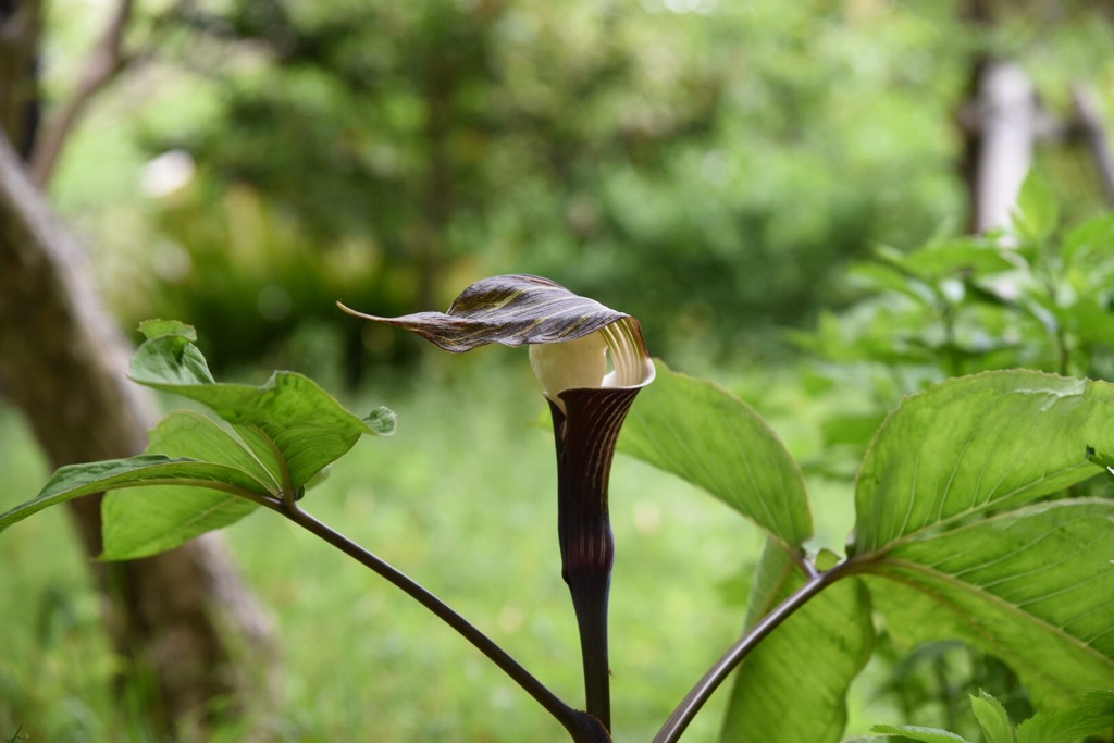 ゆきもち草