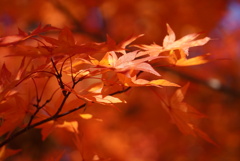 北海道の紅葉