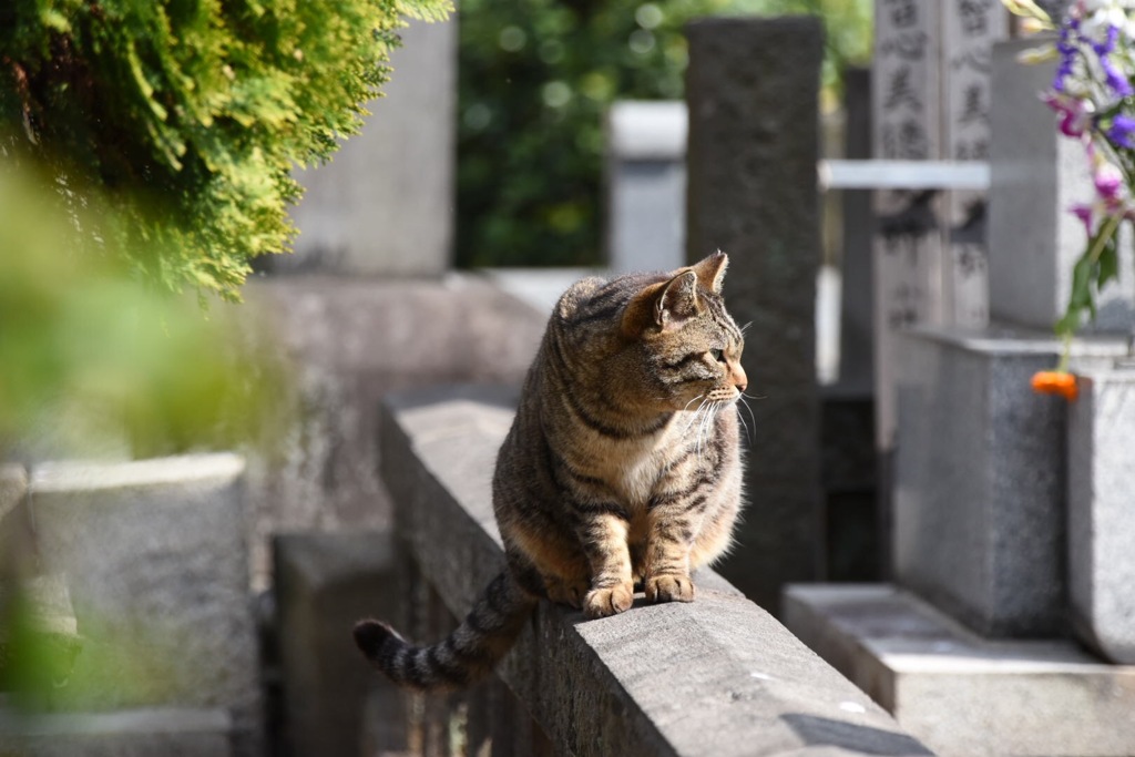 岩合さんごっこ