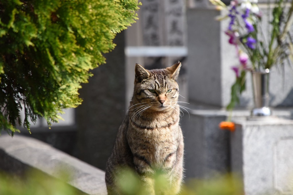 岩合さんごっこ