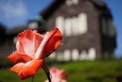 古河庭園 秋の薔薇