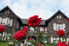 古河庭園 秋の薔薇