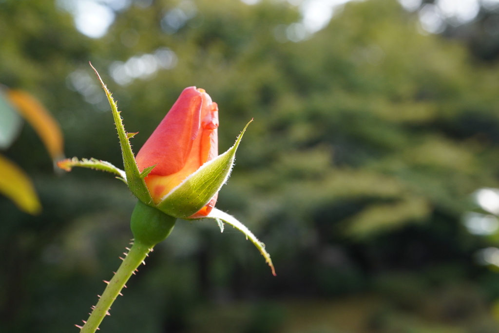 秋の薔薇