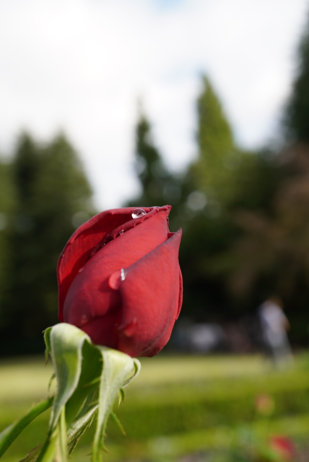 雨上がりの薔薇