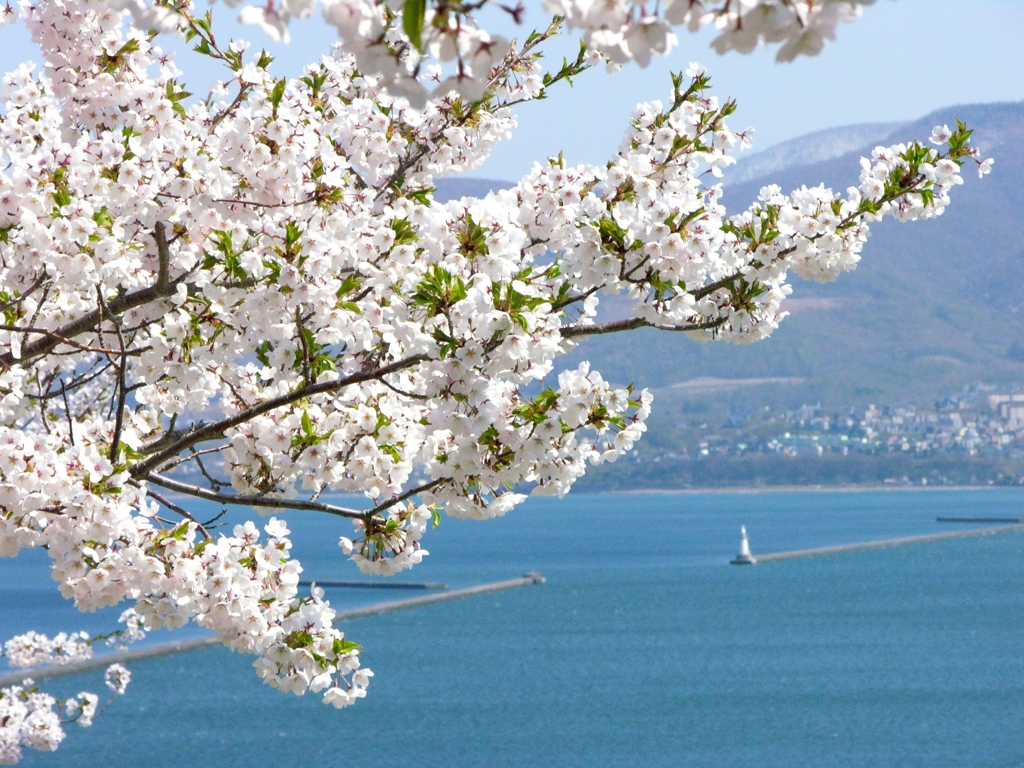 満桜蒼海ー小樽手宮公園