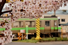 観桜鉄道
