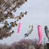 咲桜舞鯉