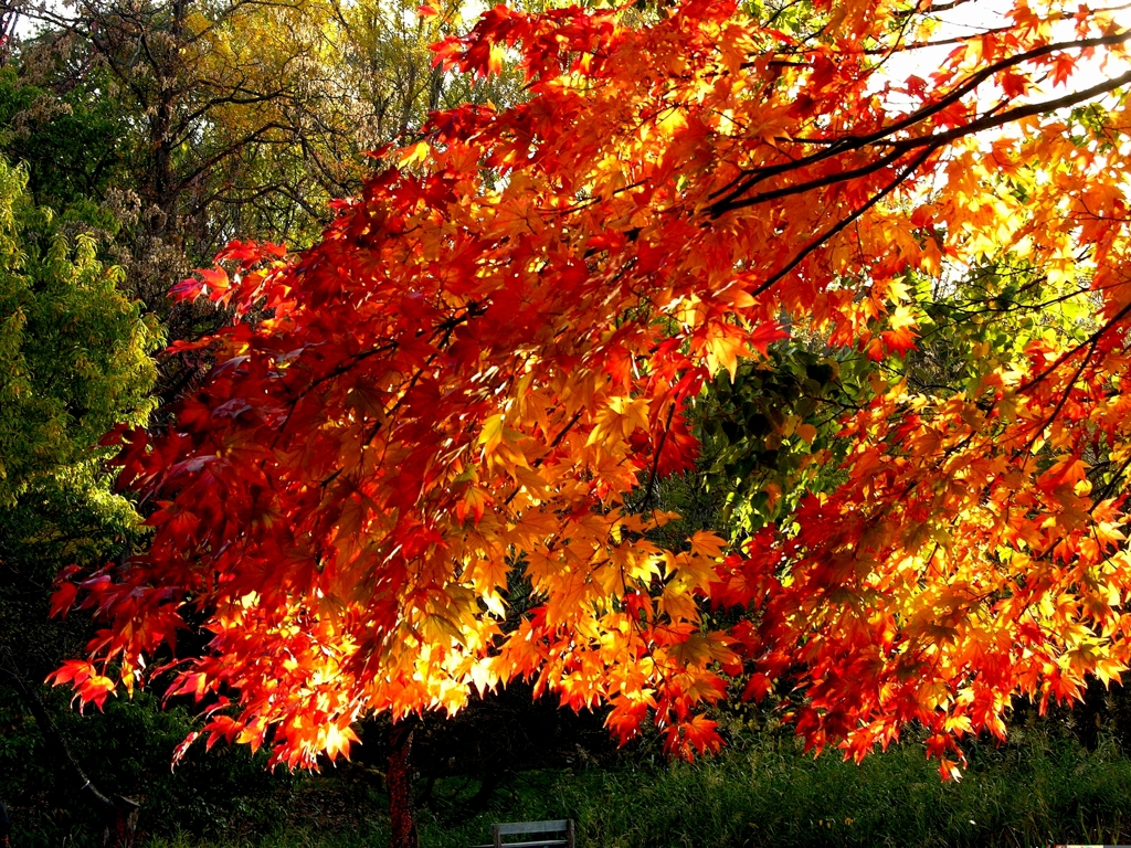 照日紅葉ー北海道大学