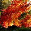 照日紅葉ー北海道大学