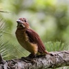 リュウキュウアカショウビンの幼鳥