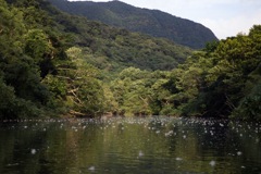 川面に浮かぶサガリバナ