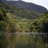 川面に浮かぶサガリバナ