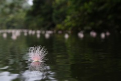 川面に浮く花