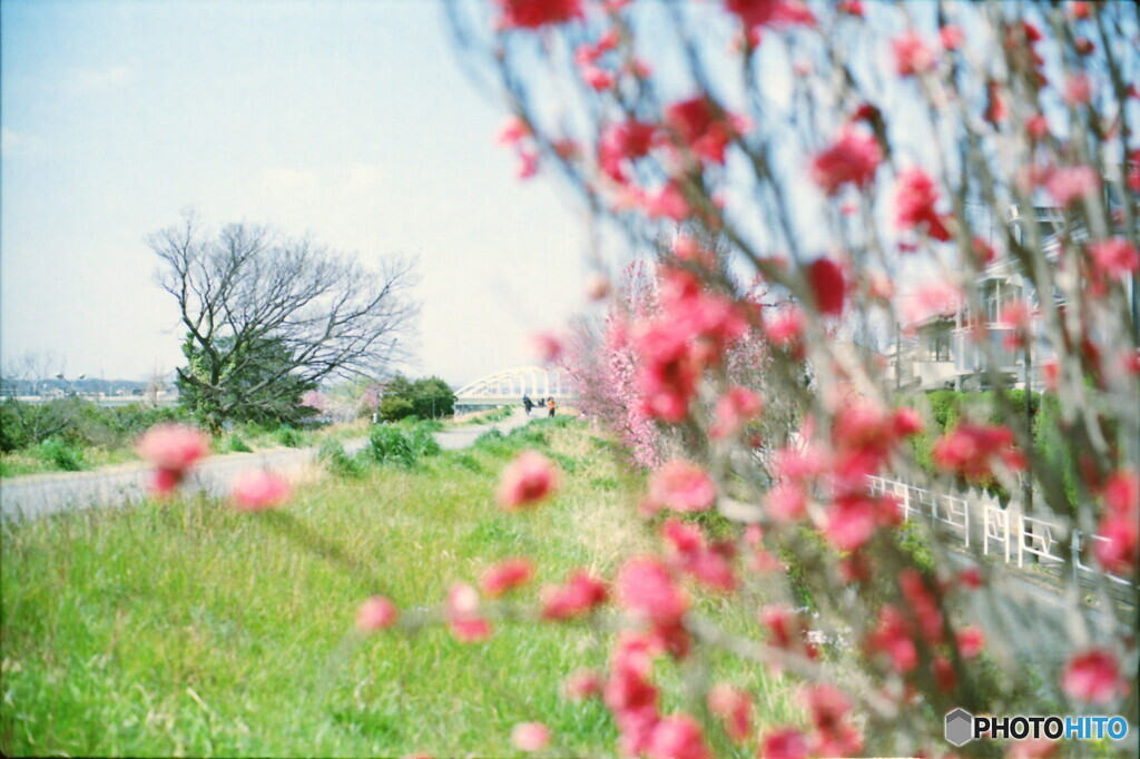 多摩川の春