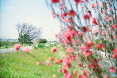 多摩川の春