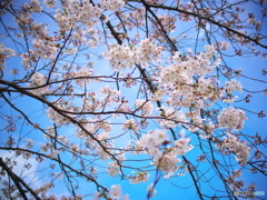 ご近所の桜