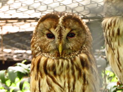 フクロウドーーーーン