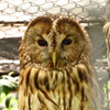 フクロウドーーーーン
