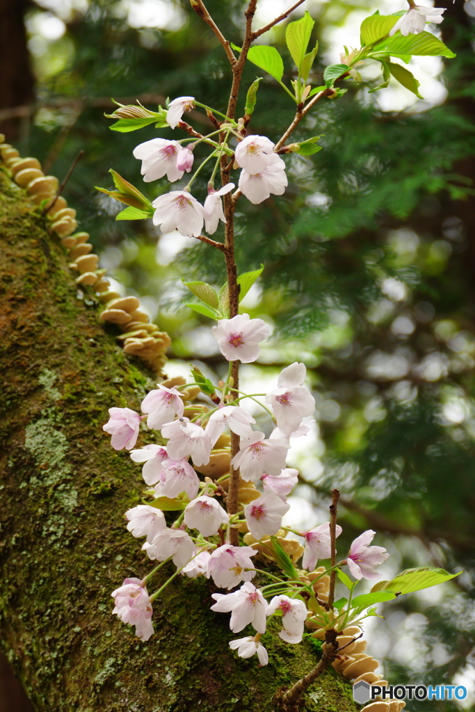 幹から咲く桜