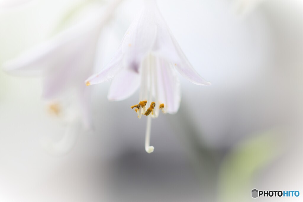 家の花たち５