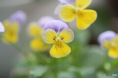 家の花たち２