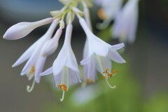 IMG_4899 (2)