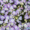 IMG_4921