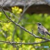 春ですね～