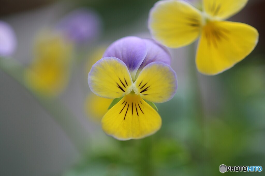家の花たち３