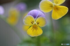家の花たち３