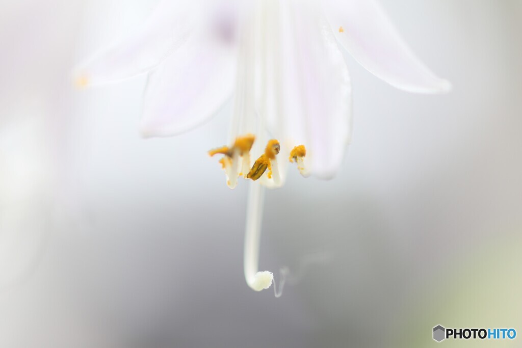 家の花たち４