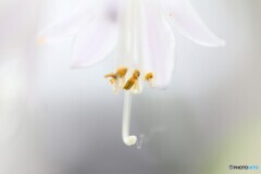 家の花たち４