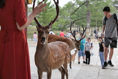 奈良公園の鹿